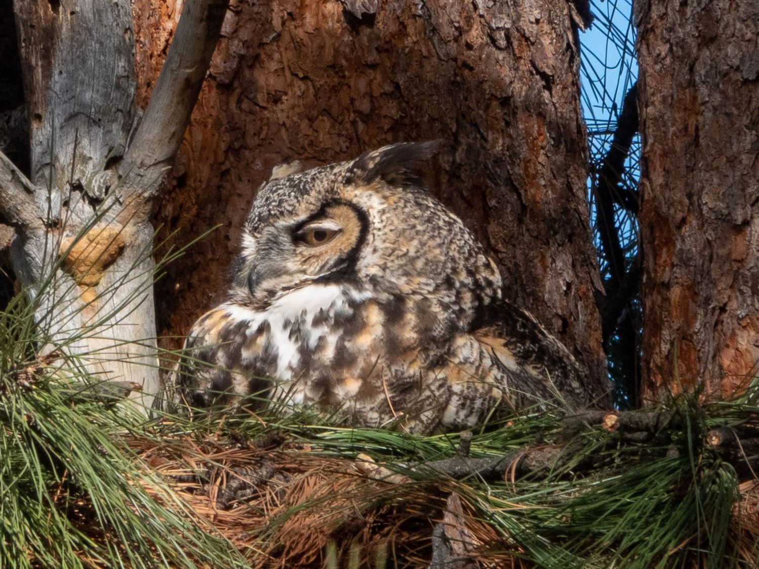 Great Horned Owl on nest