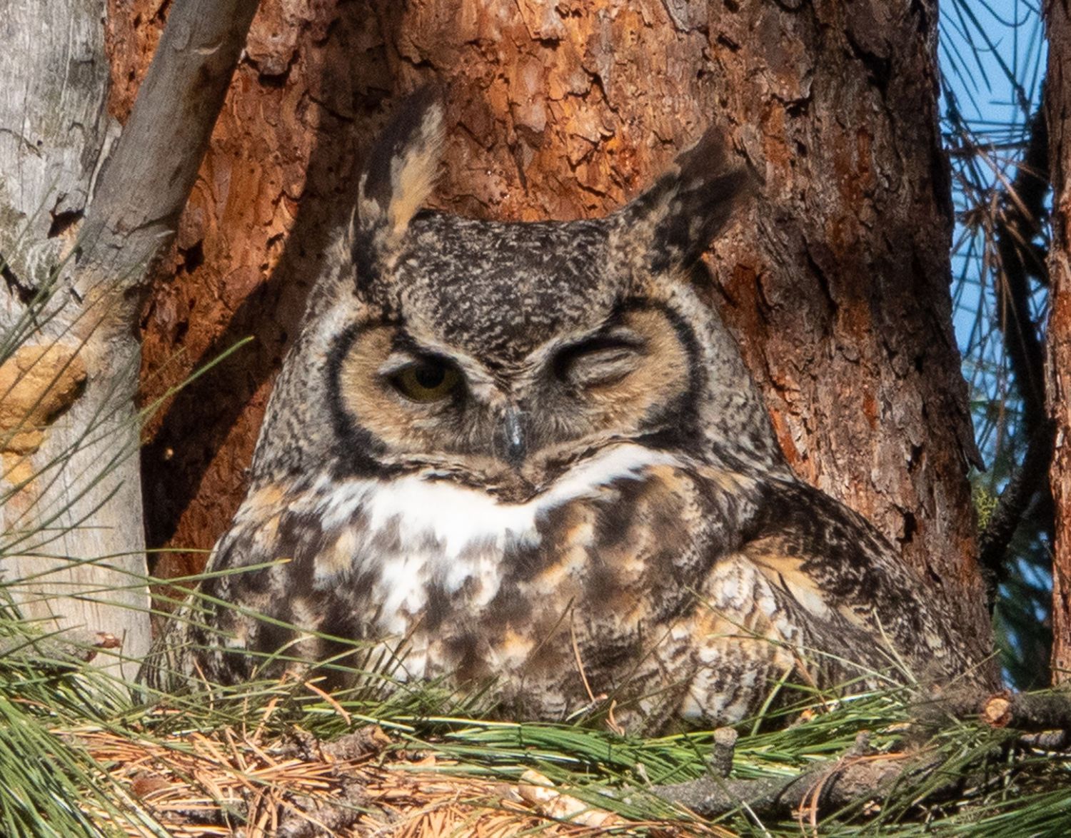 Great Horned Owl on nest