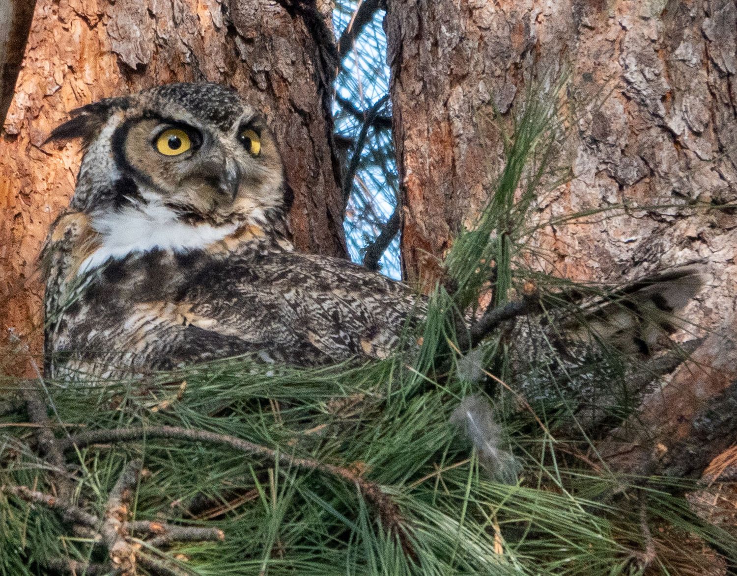 Great Horned Owl on nest