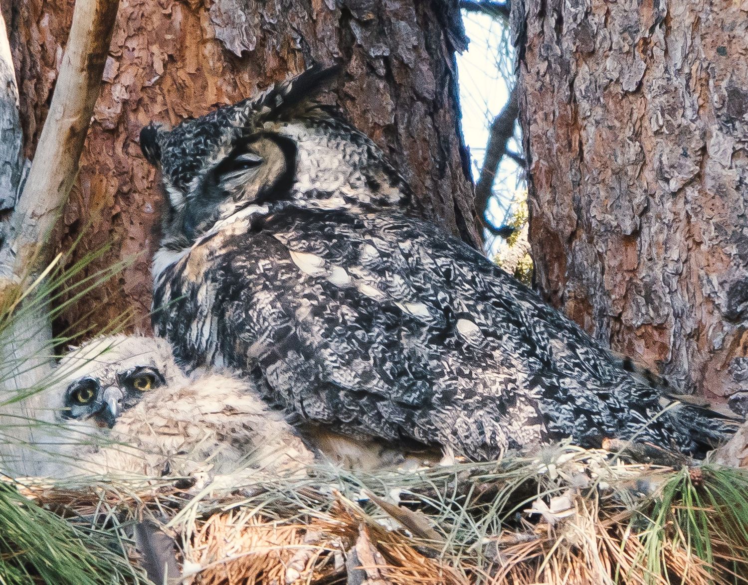 Great Horned Owl on nest with owlet
