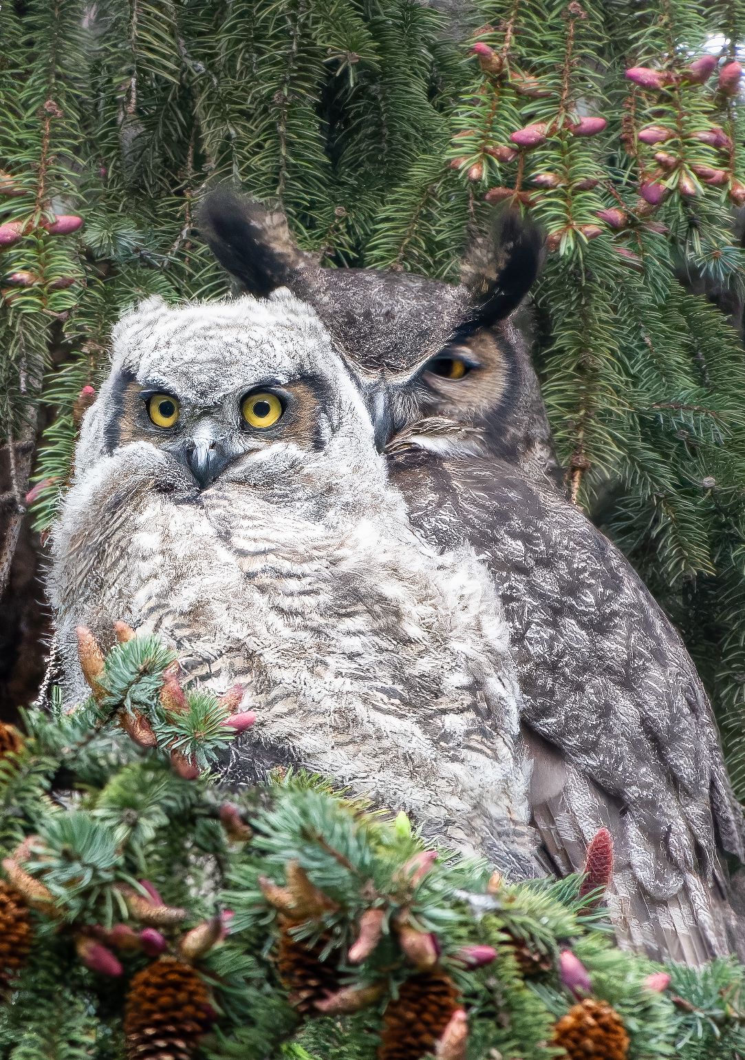 Great Horned Owl with Owlet