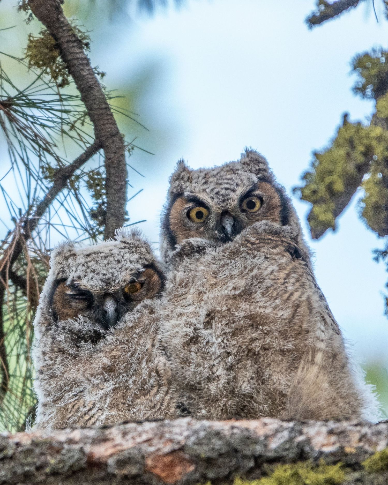 Great Horned Owlets