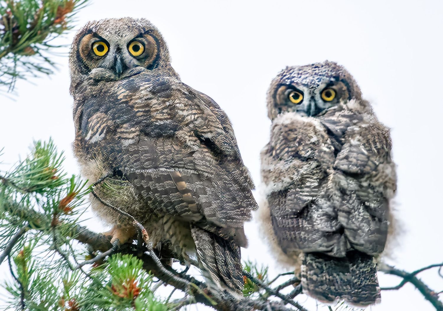 Great Horned Owlets