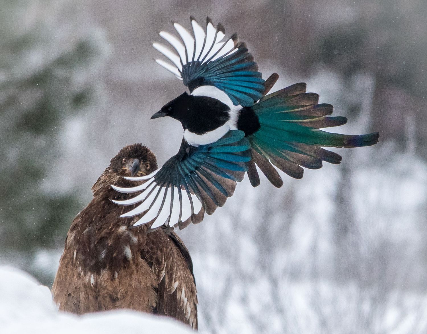 Magpie with juvenile Bald Eagle