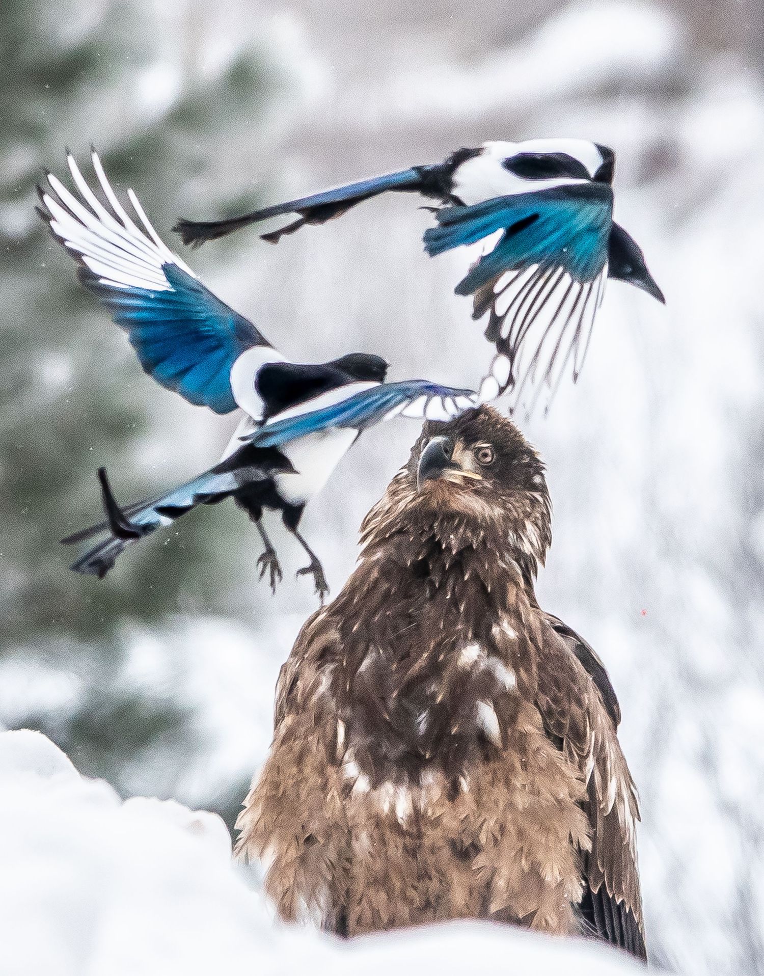 Magpies with juvenile Bald Eagle