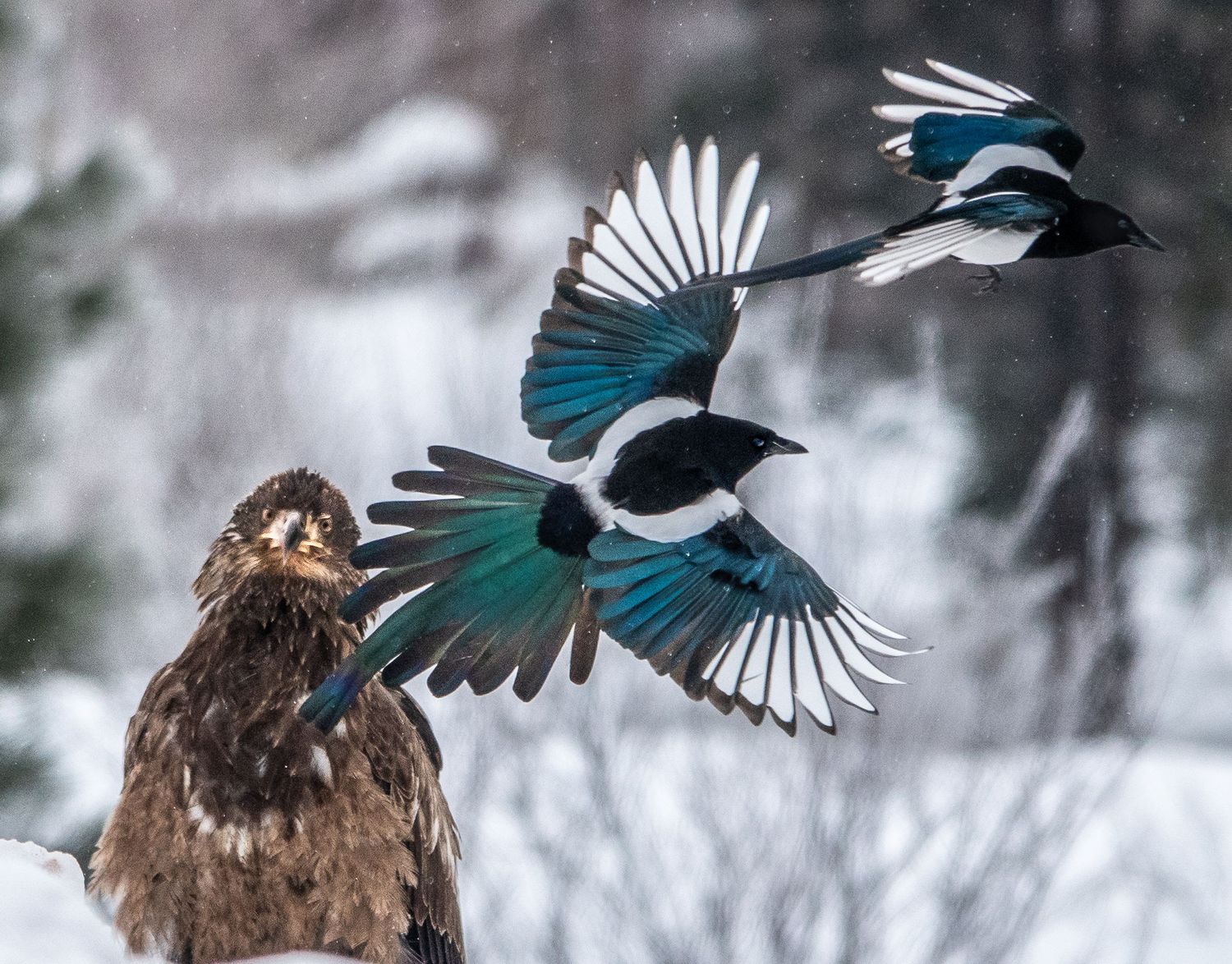 Magpies with juvenile Bald Eagle