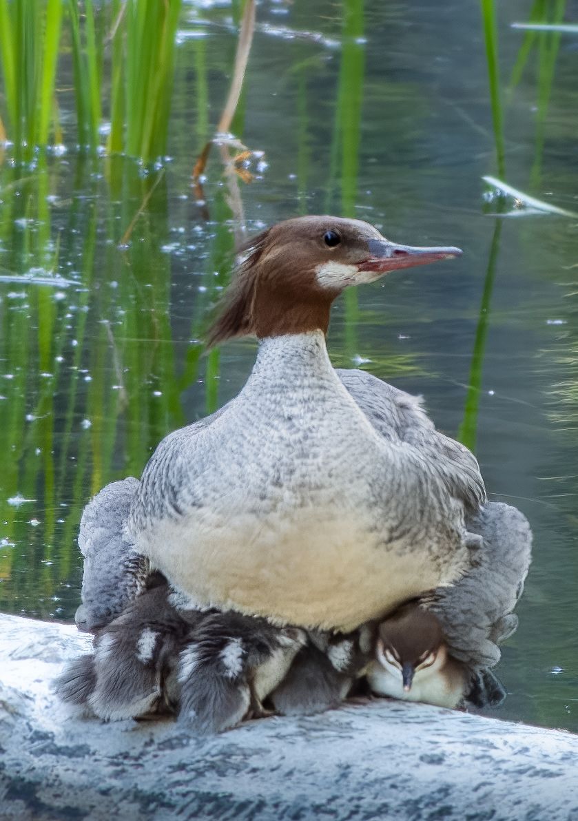Common Merganser Female