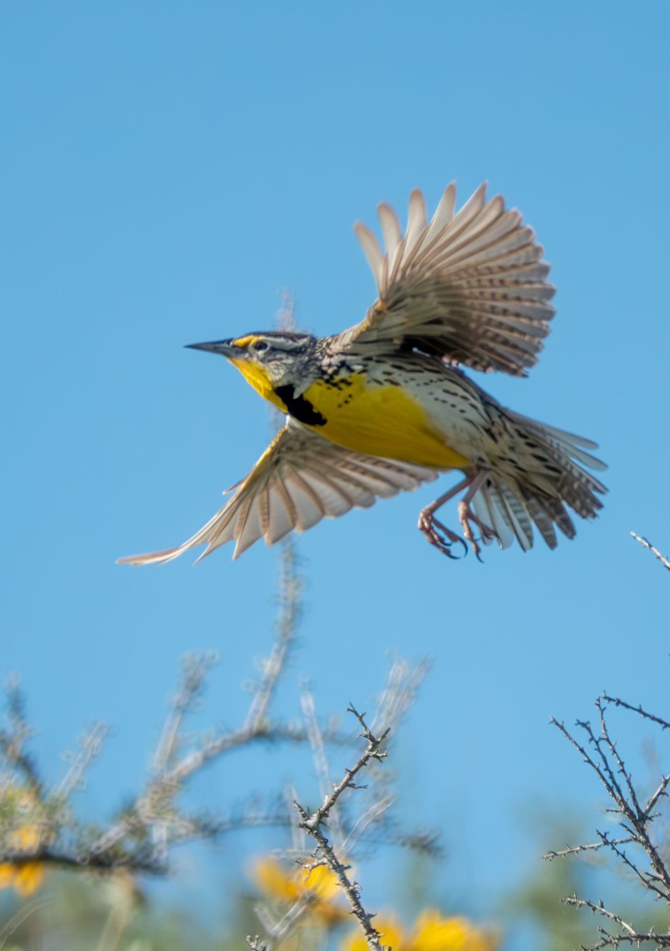 Meadowlark