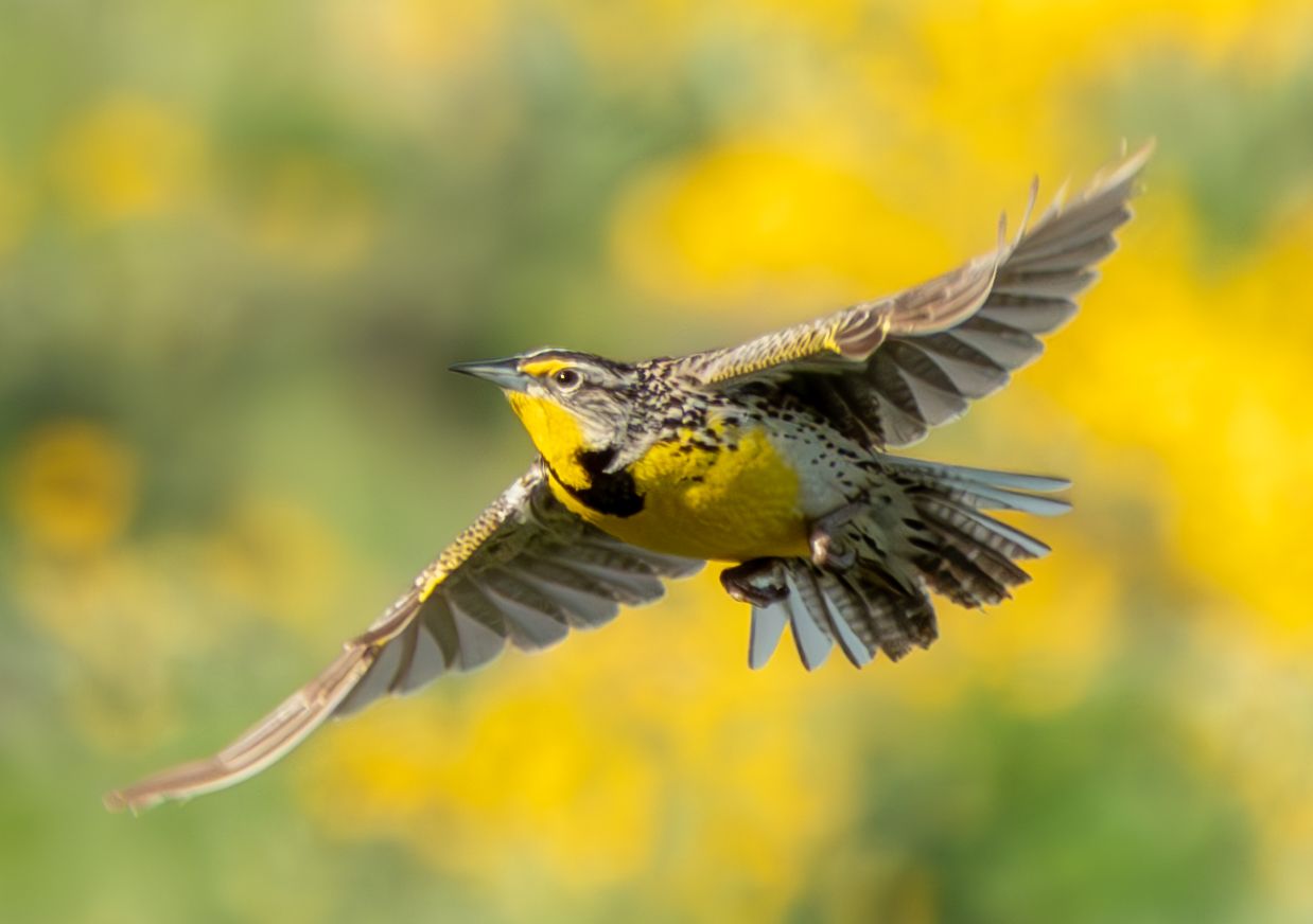 Meadowlark