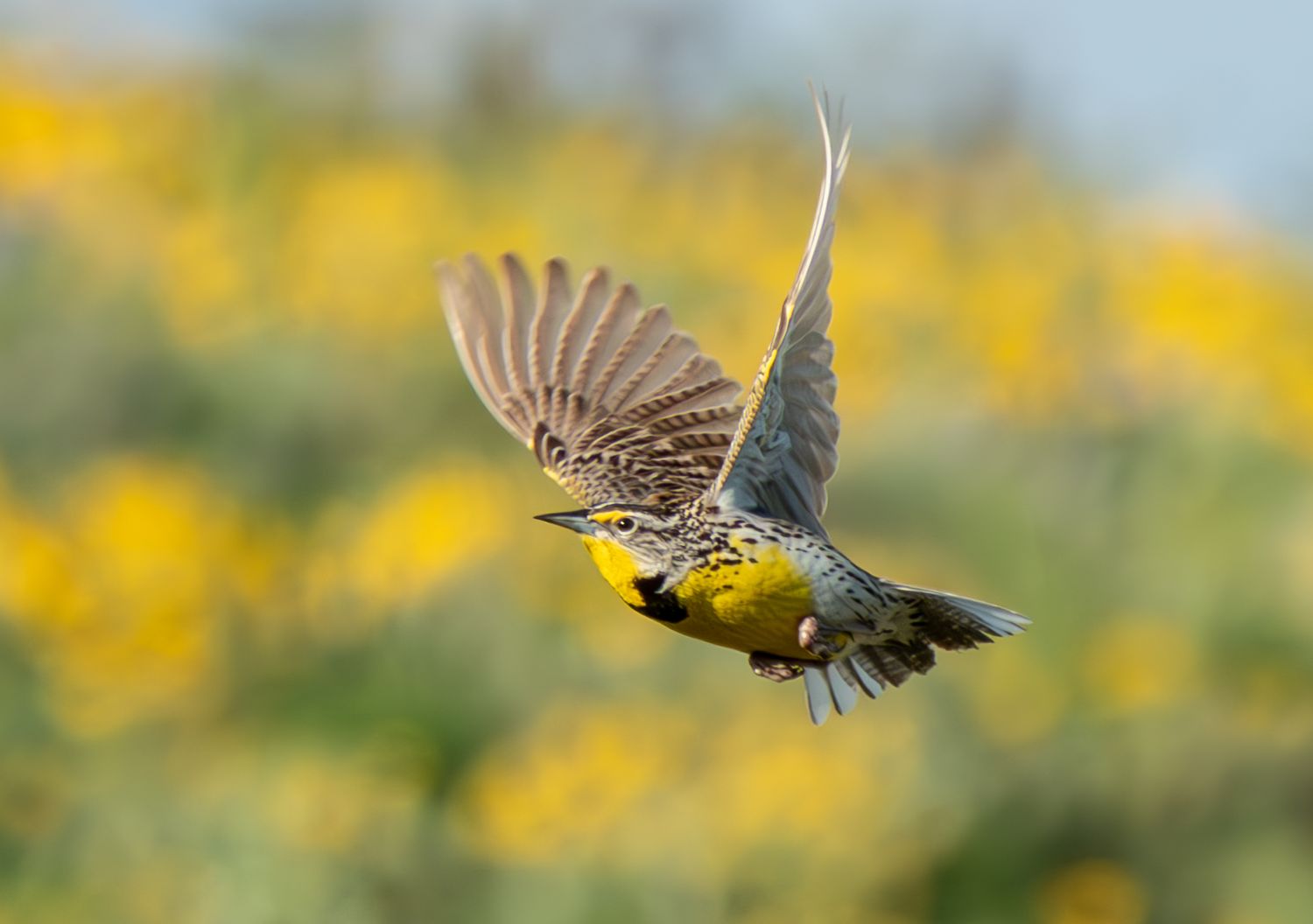 Meadowlark