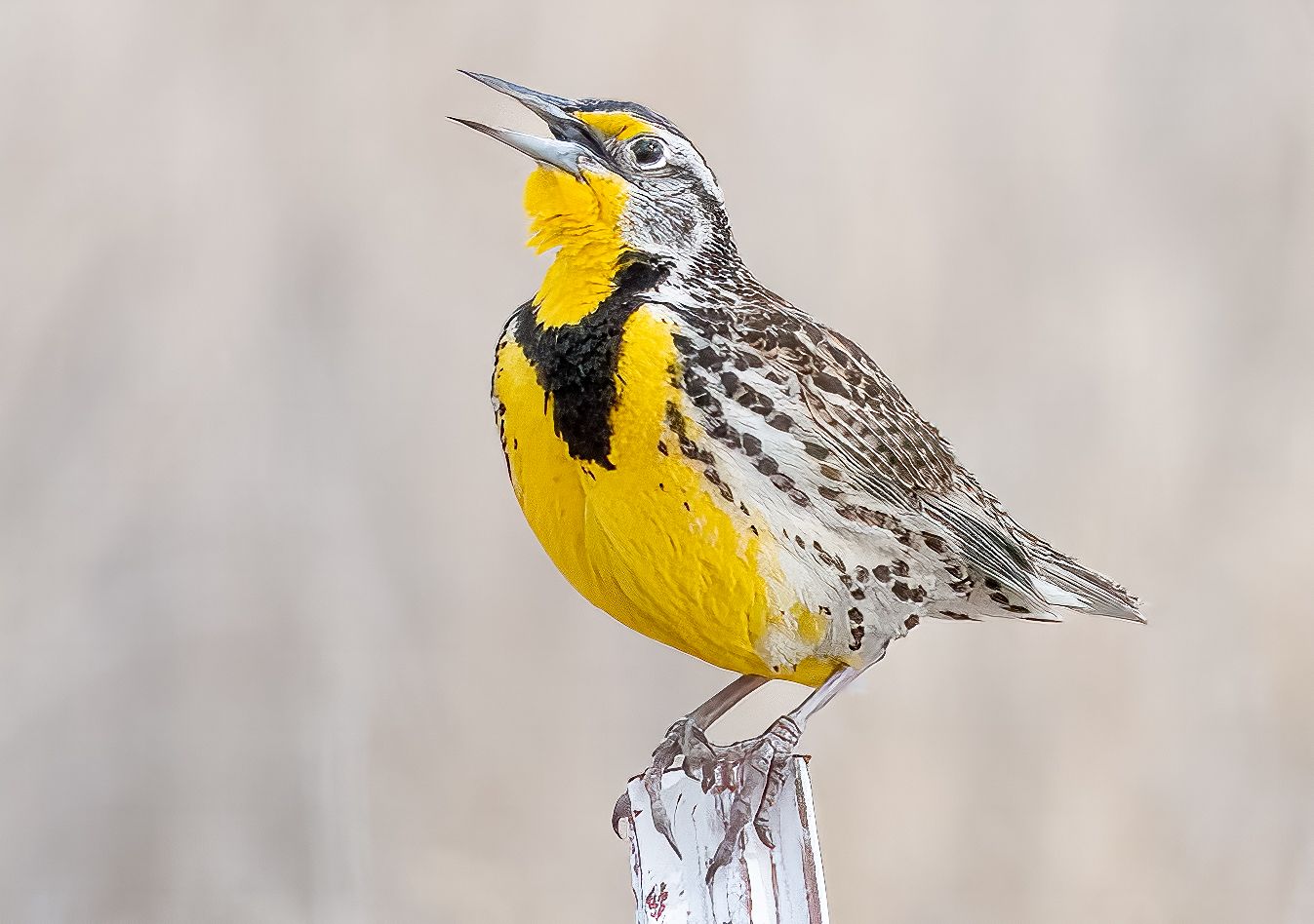 Meadowlark