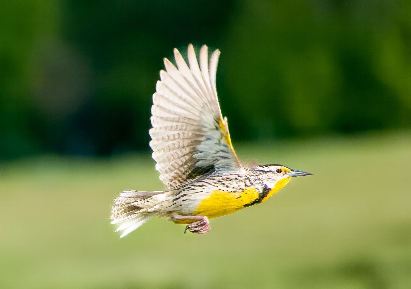 Meadowlark