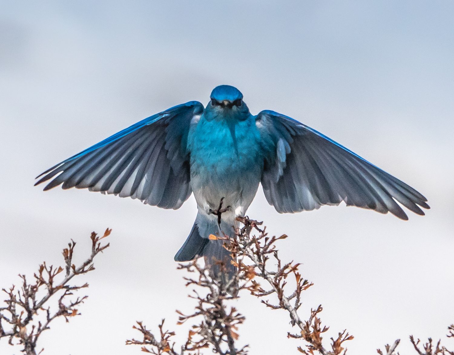 Mountain Bluebird male