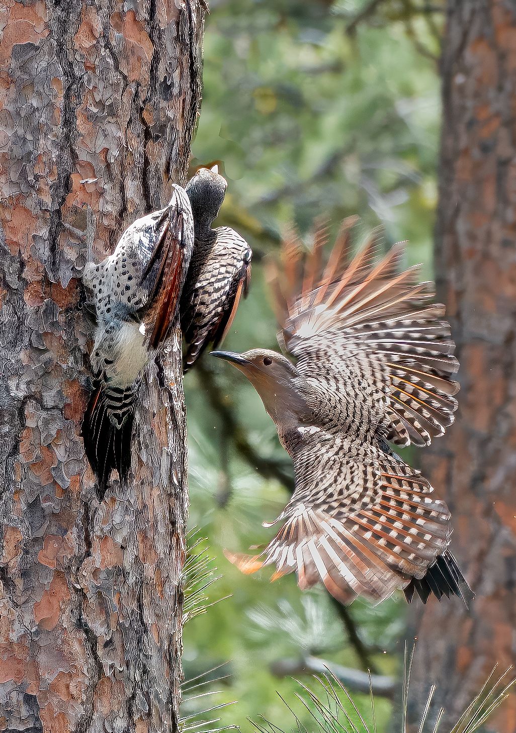 Northern Flickers