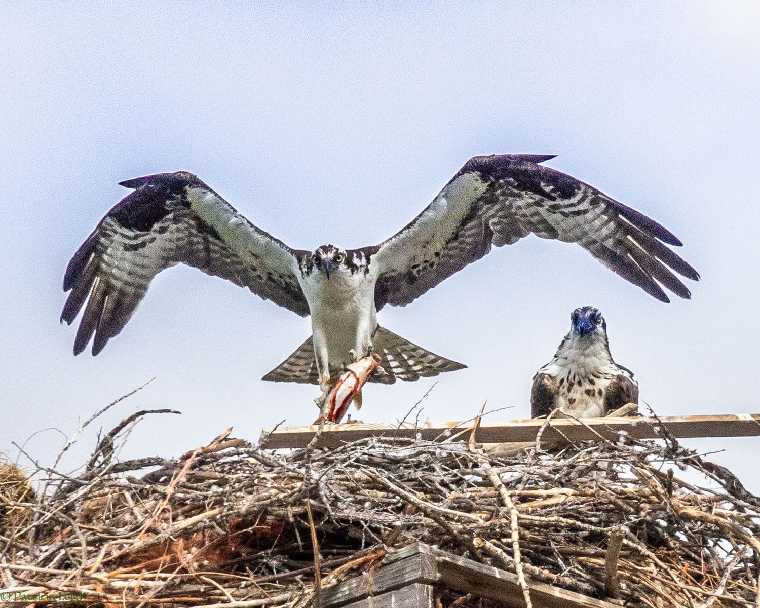 Osprey