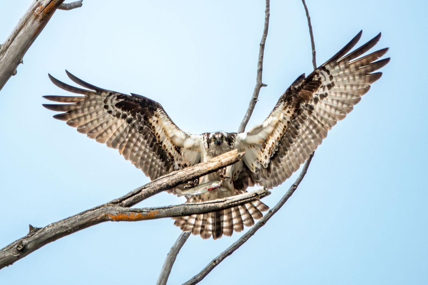 Osprey