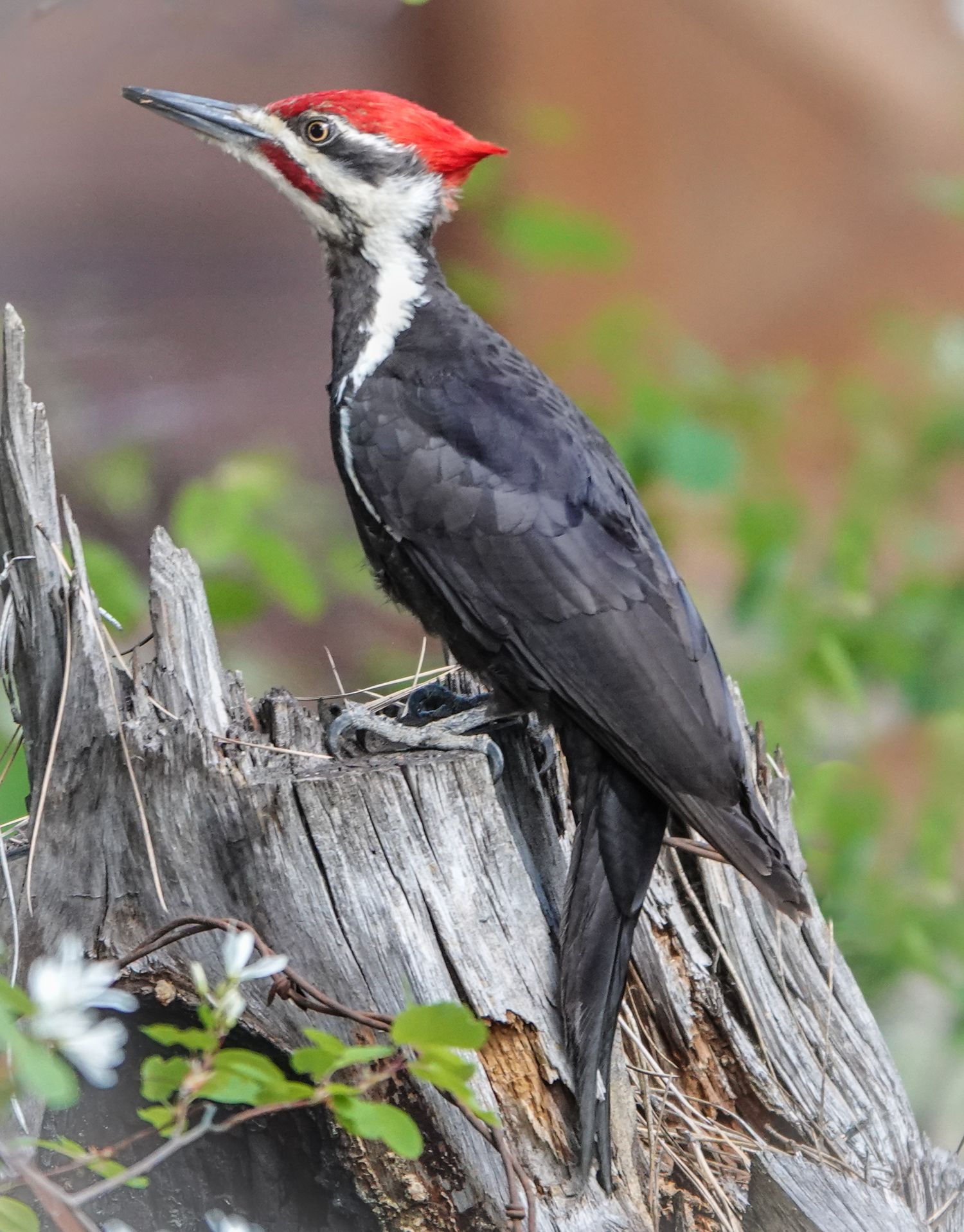 Pileated Woodpecker Male