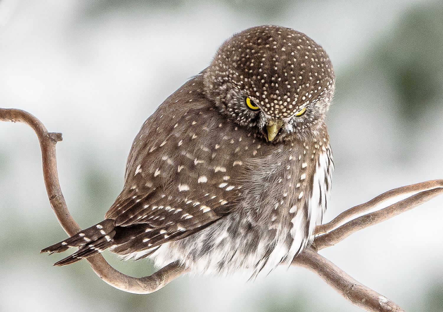 Pygmy Owl