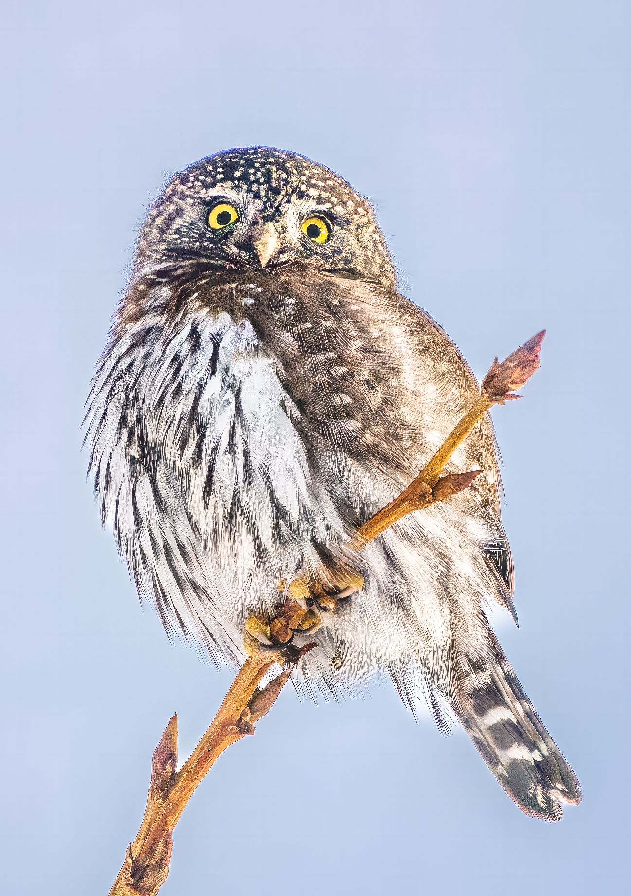 Pygmy Owl