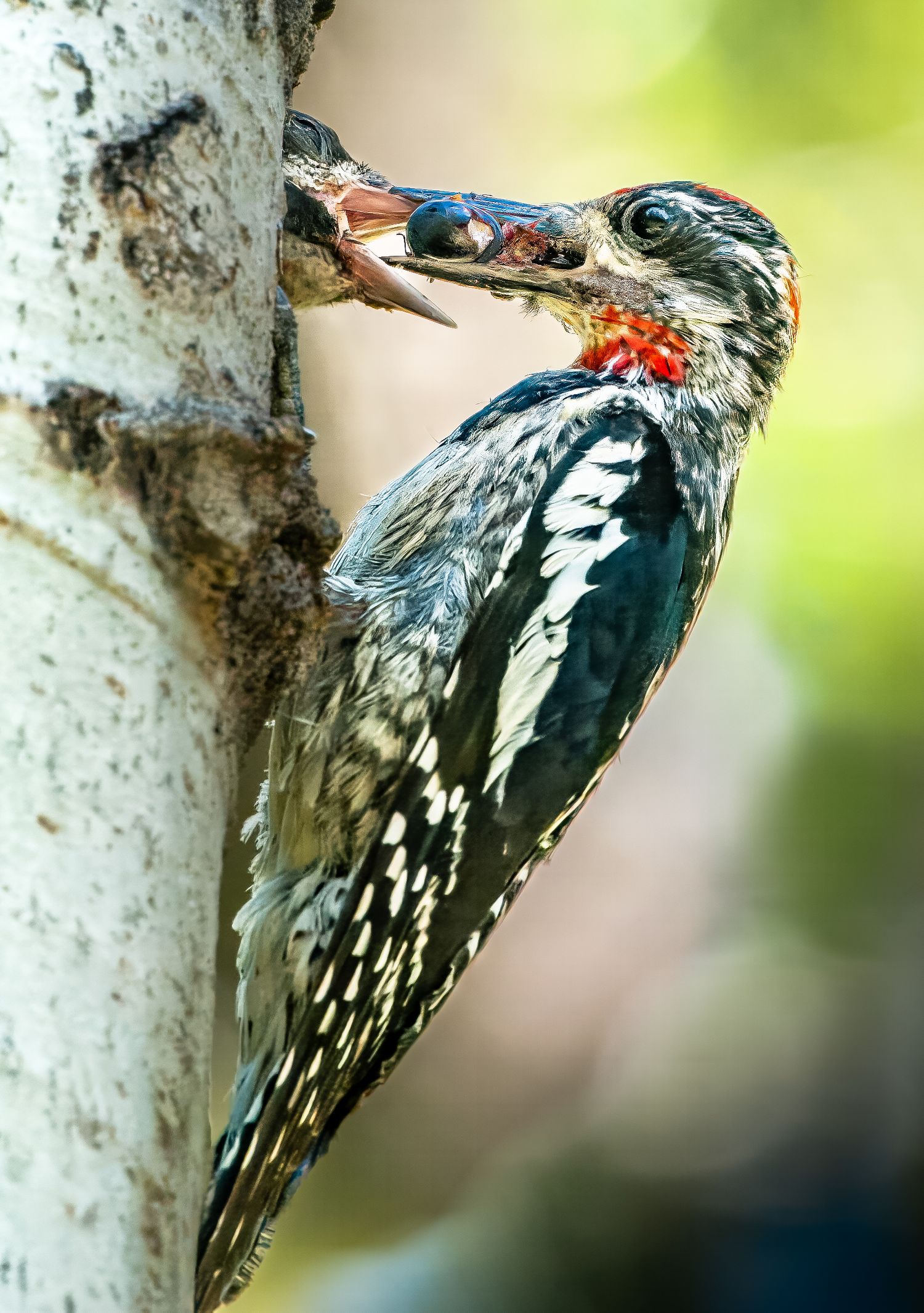 Red-Naped Sapsucker