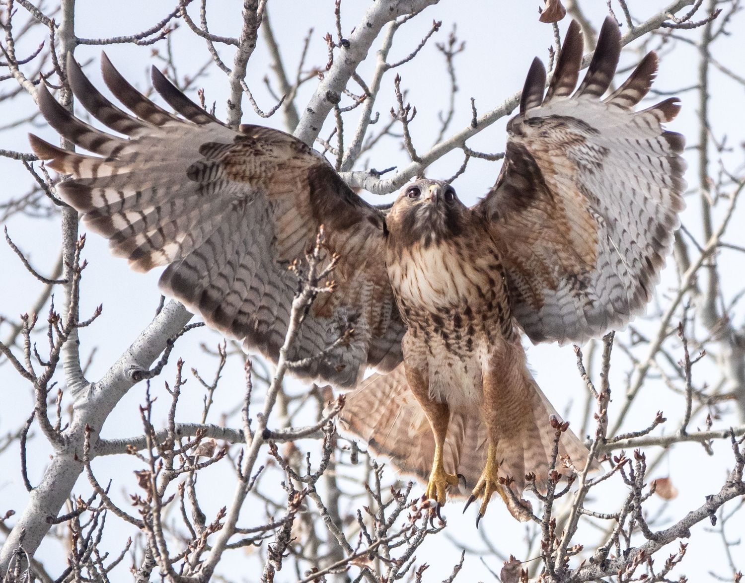 Red-tailed Hawk