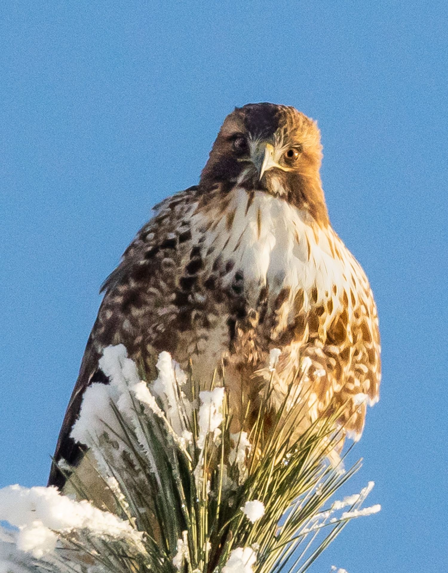 Red-tailed Hawk
