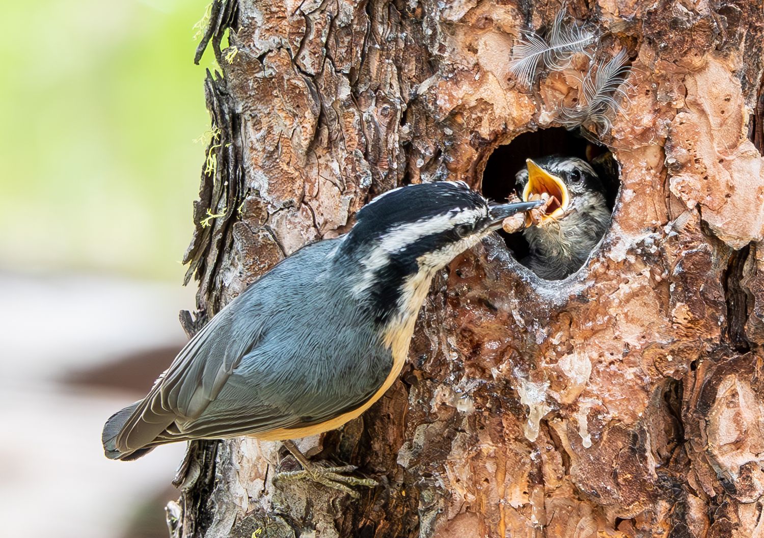 Red-breasted Nuthatch