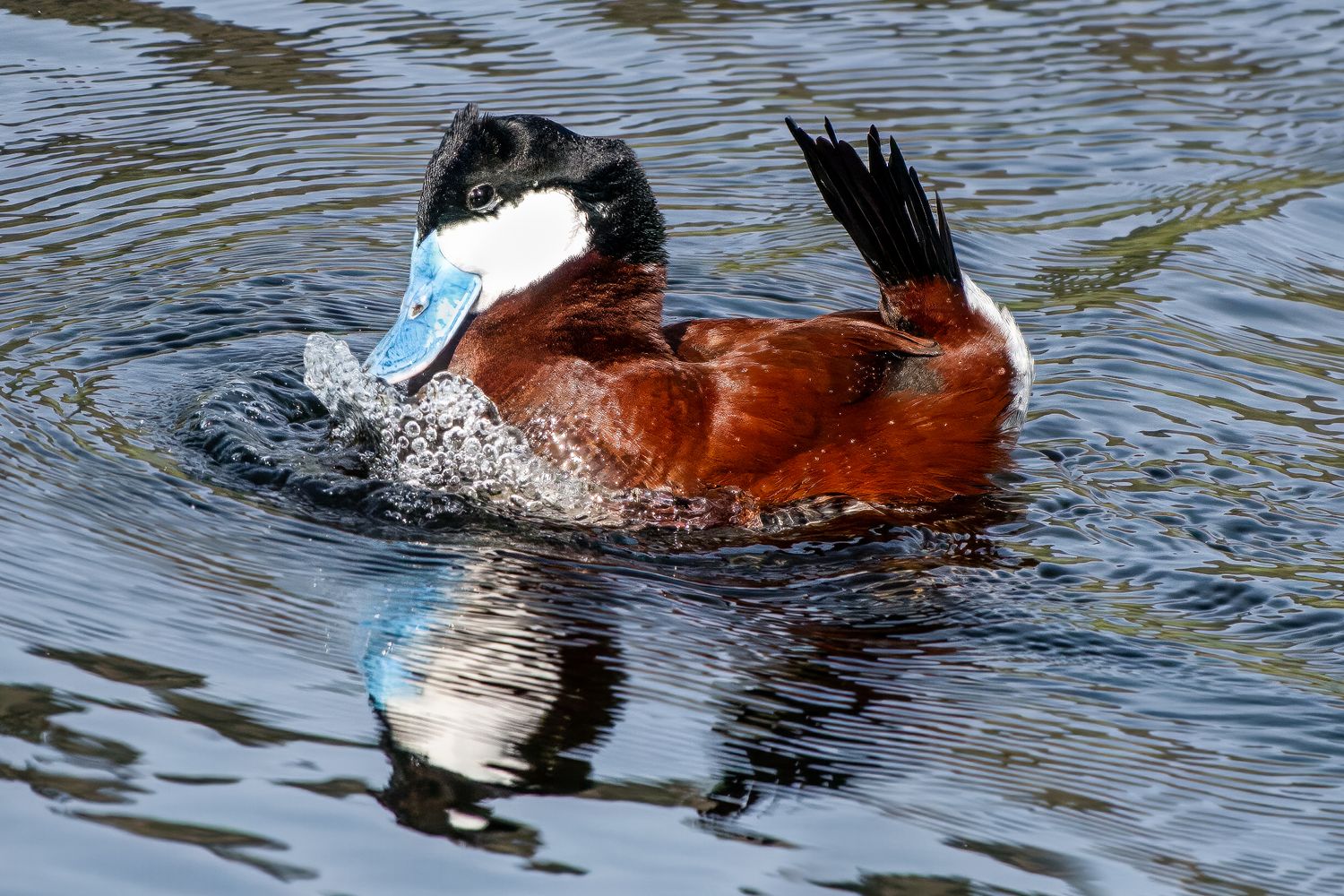 Ruddy Duck Male