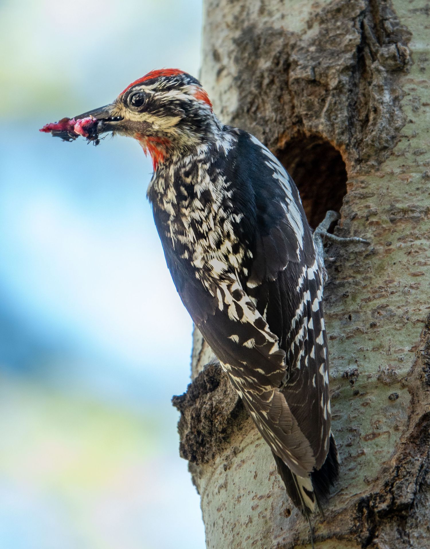 Red-naped Sapsucker