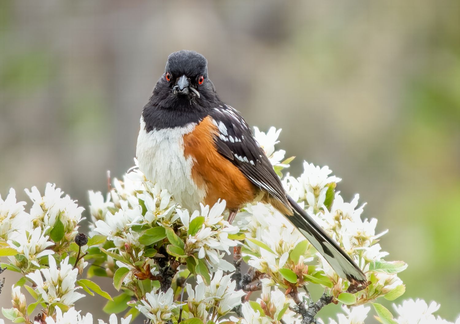 Spotted Towhee