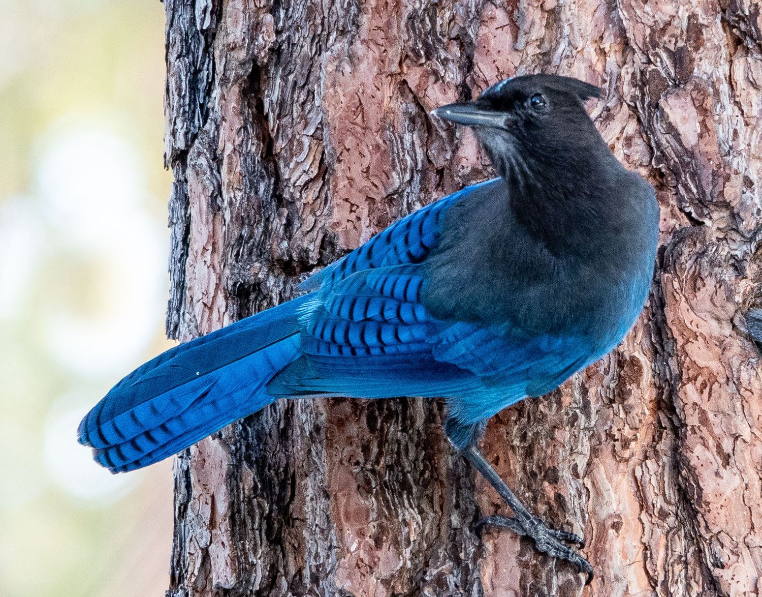 Stellar's Jay