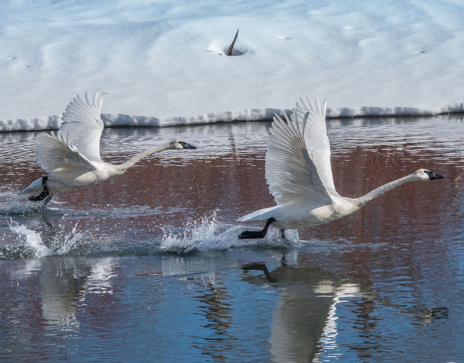 Trumpeter Swans