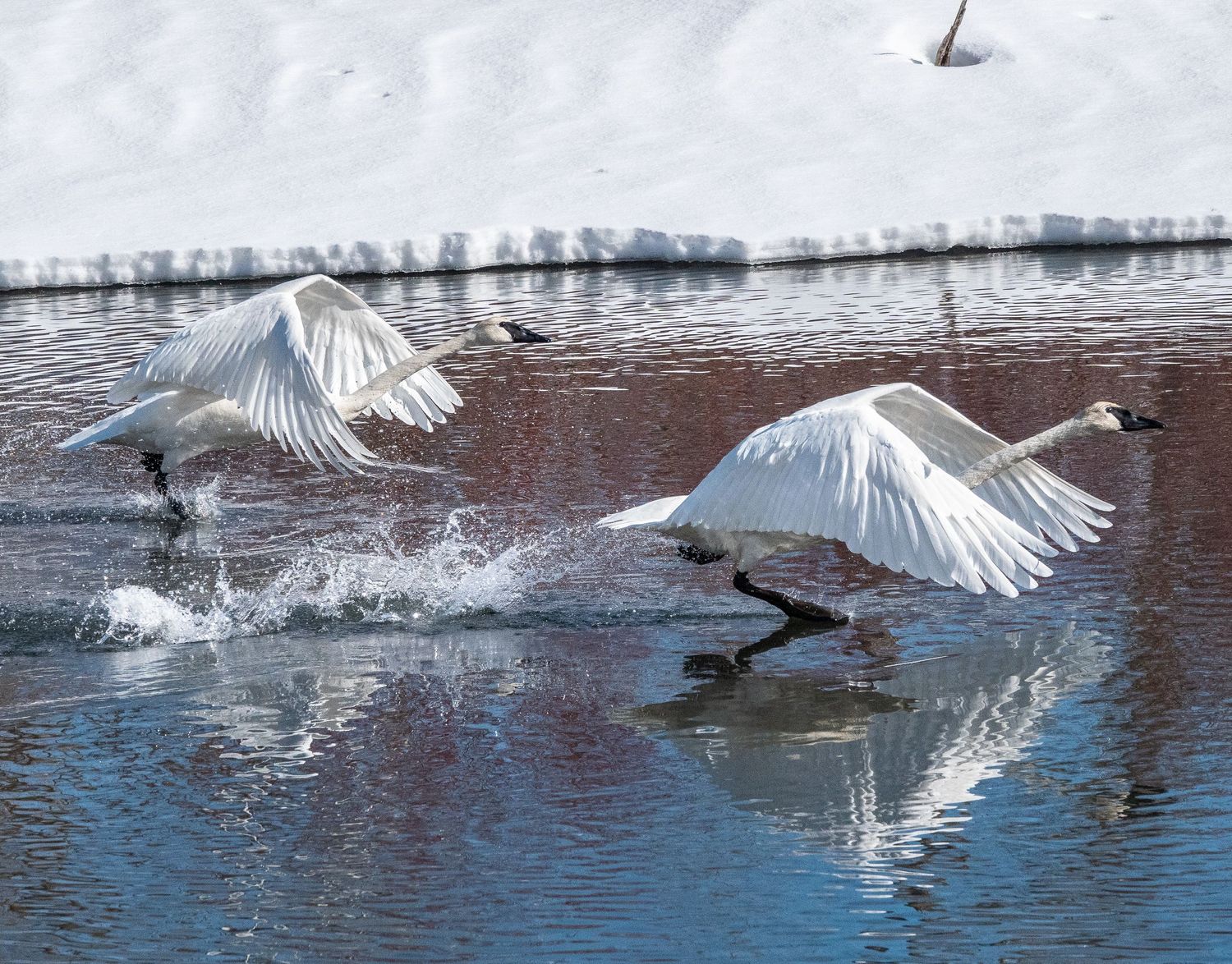 Trumpeter Swans