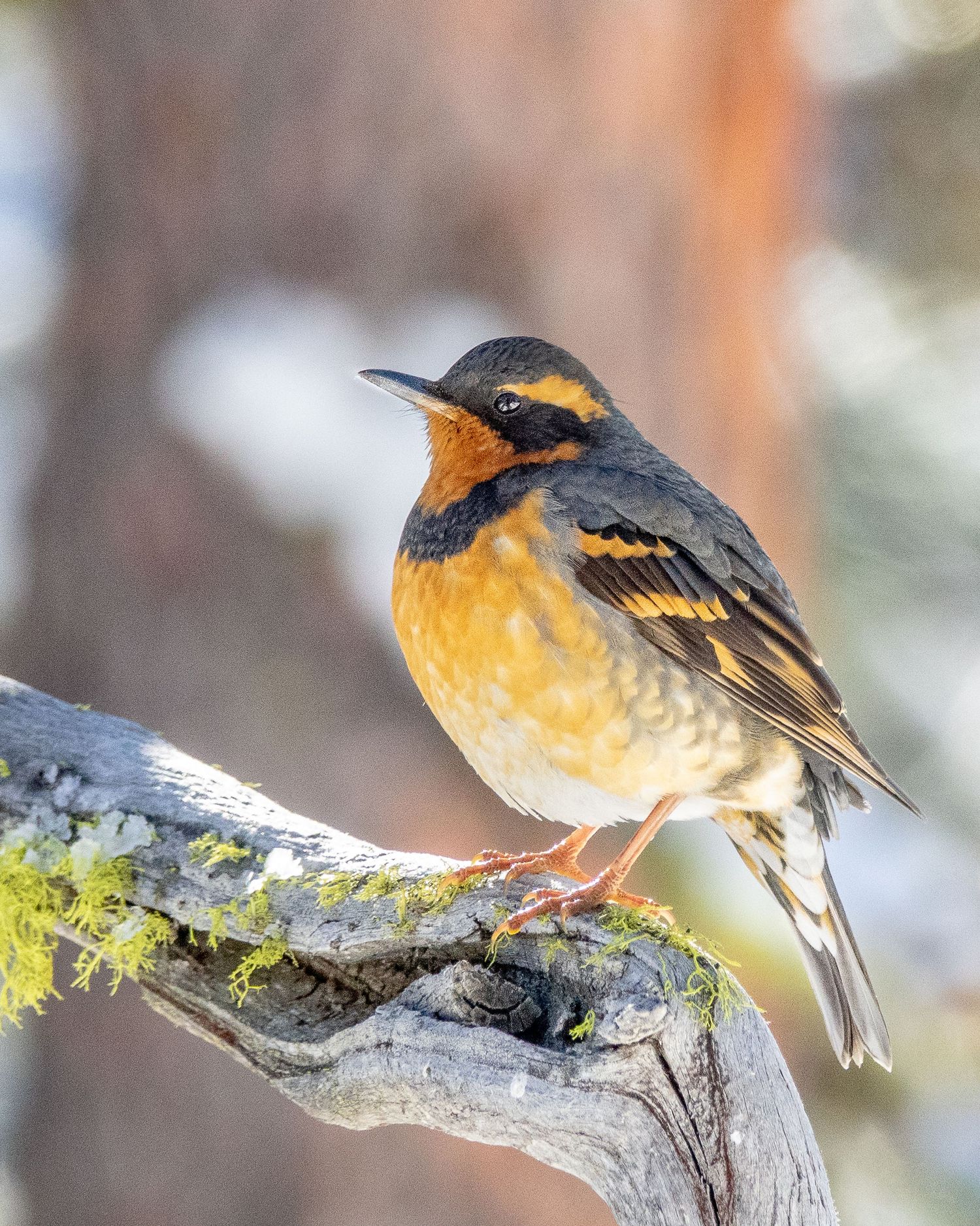 Varied Thrush