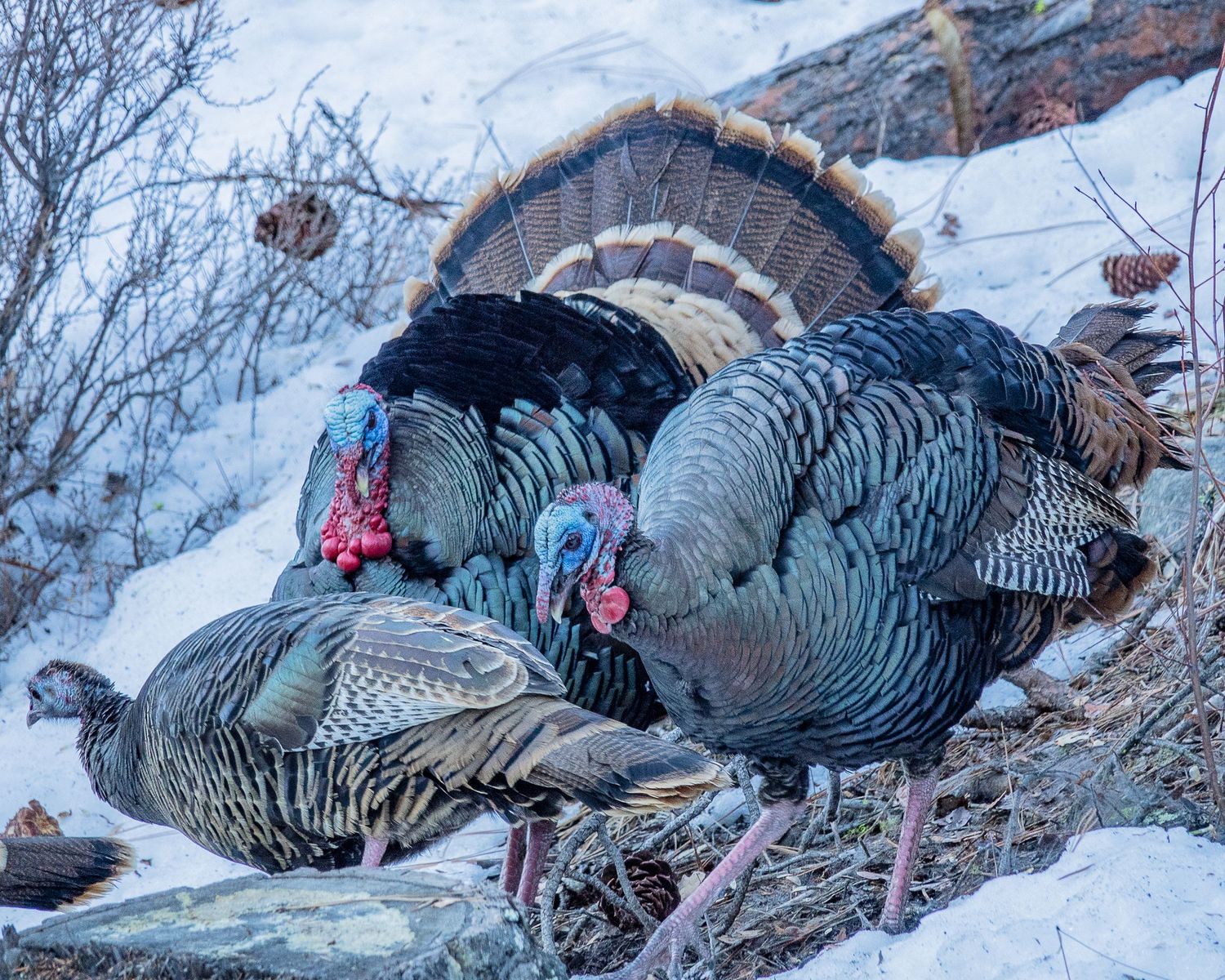 Wild Turkeys Male and Female