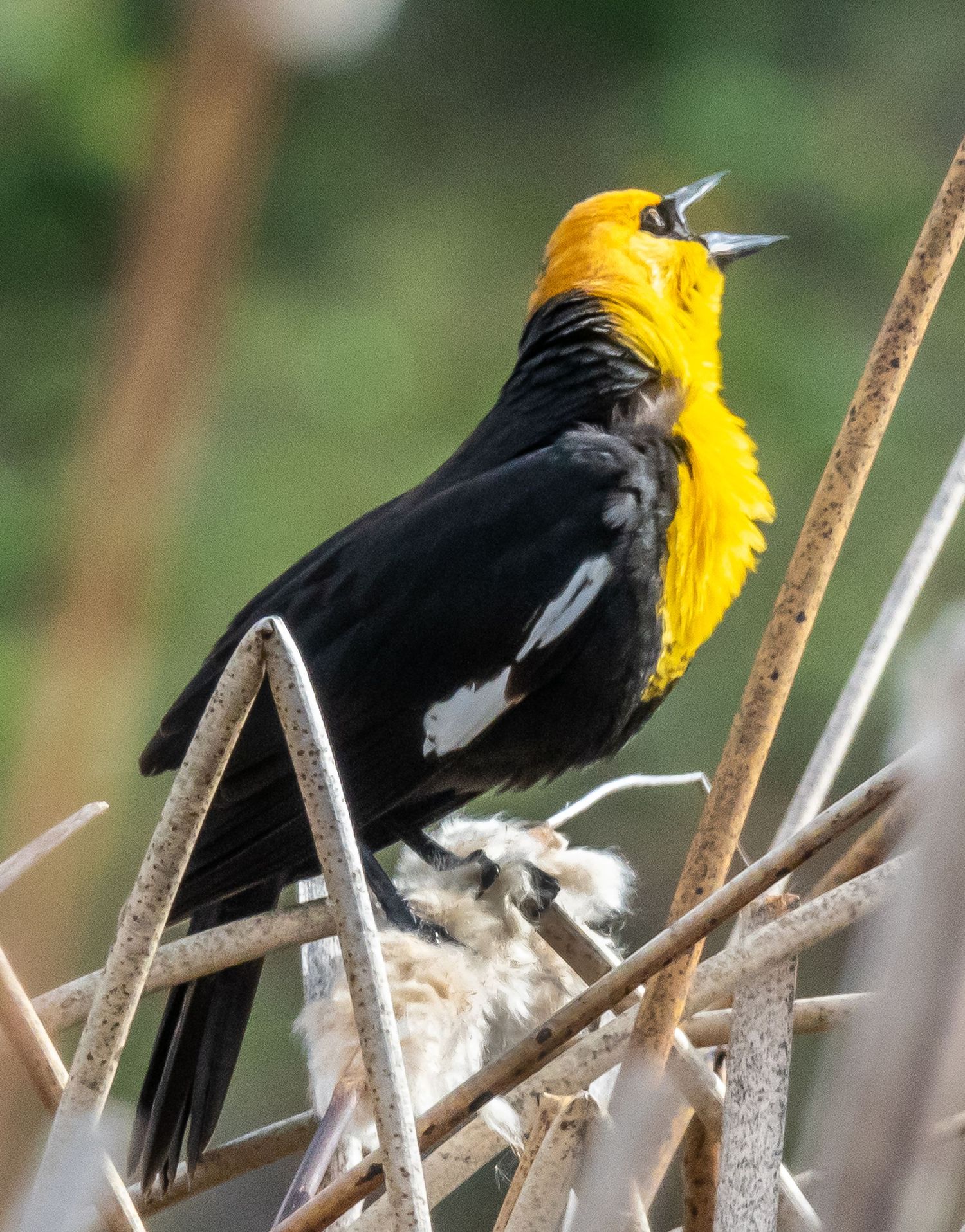 Yellow-headed Blackbird Male