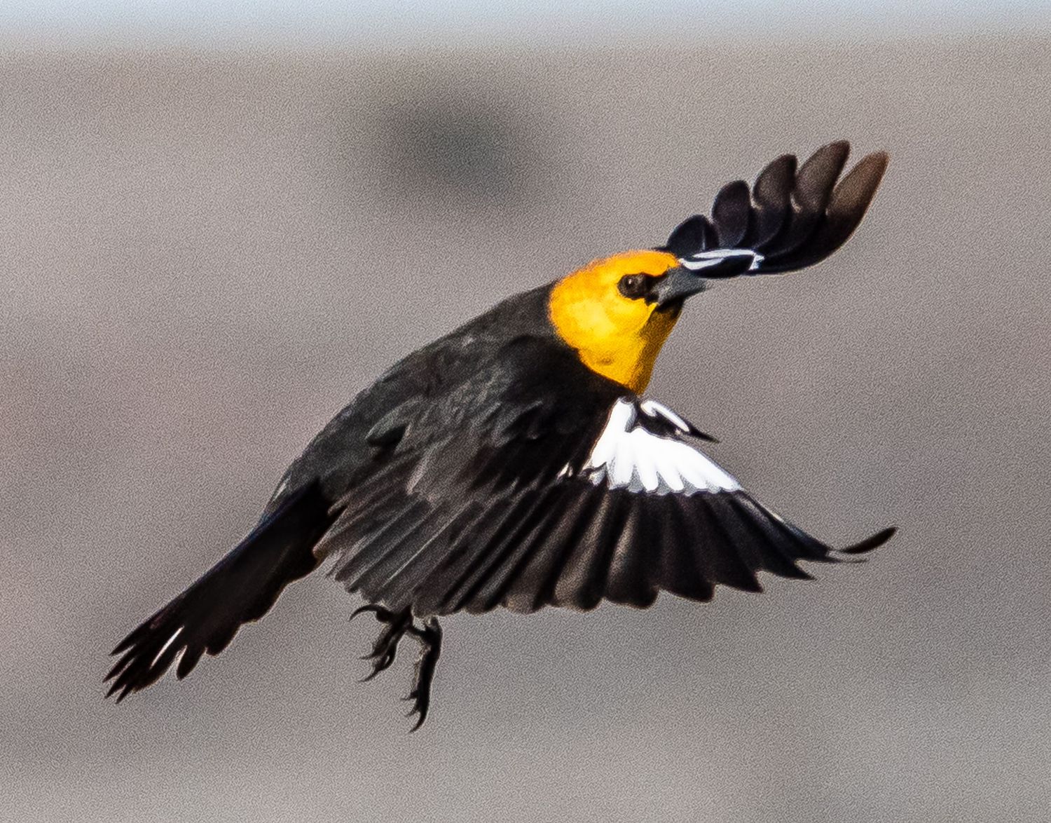 Yellow-headed Blackbird Male