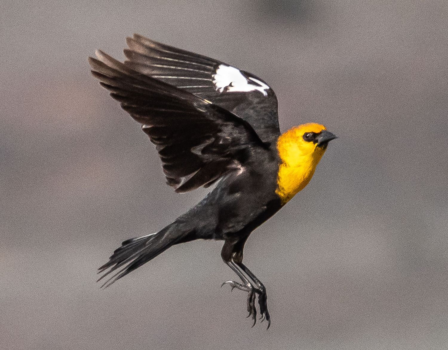 Yellow-headed Blackbird Male