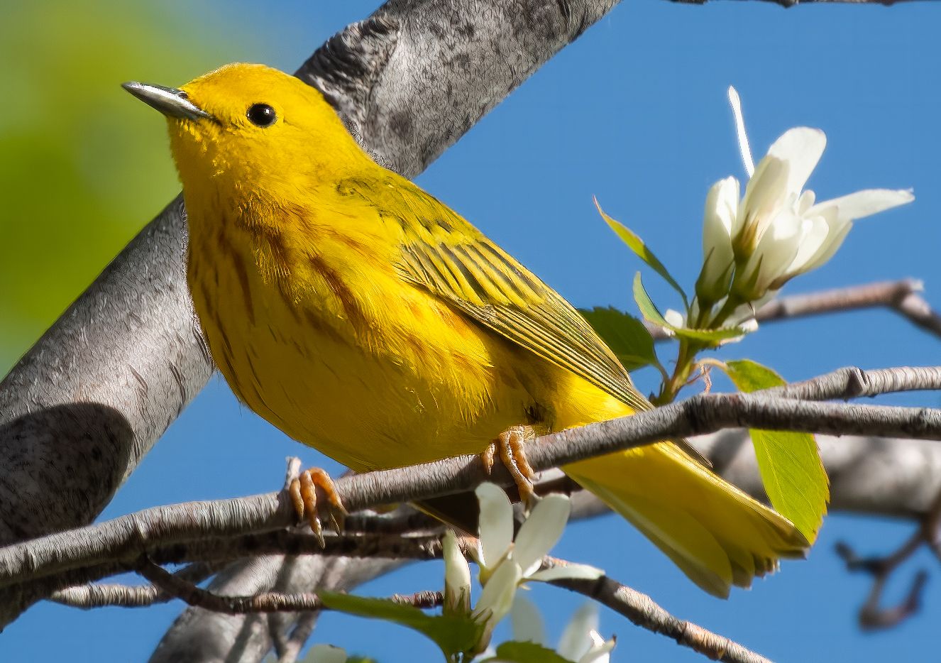 Yellow Warbler