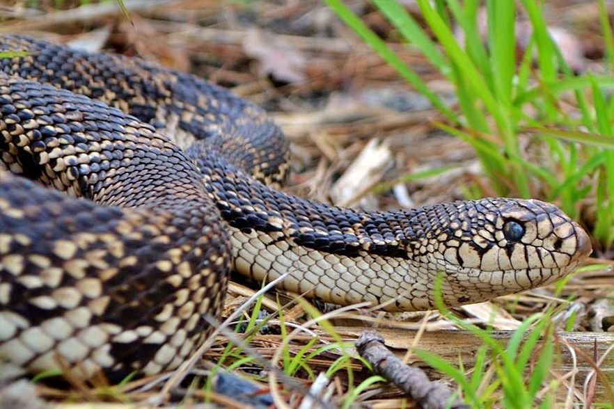 Gone herping