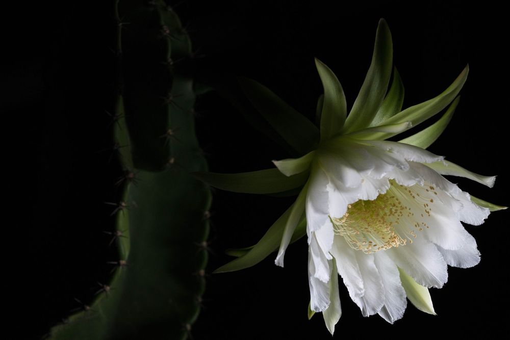 flor cactus flower portrait product producto fotografía alta calidad quality photos