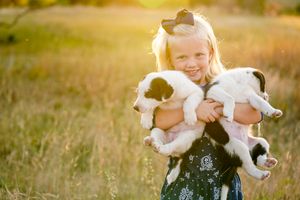 Child in dress holds two black and white puppies while standing in sunlit field.