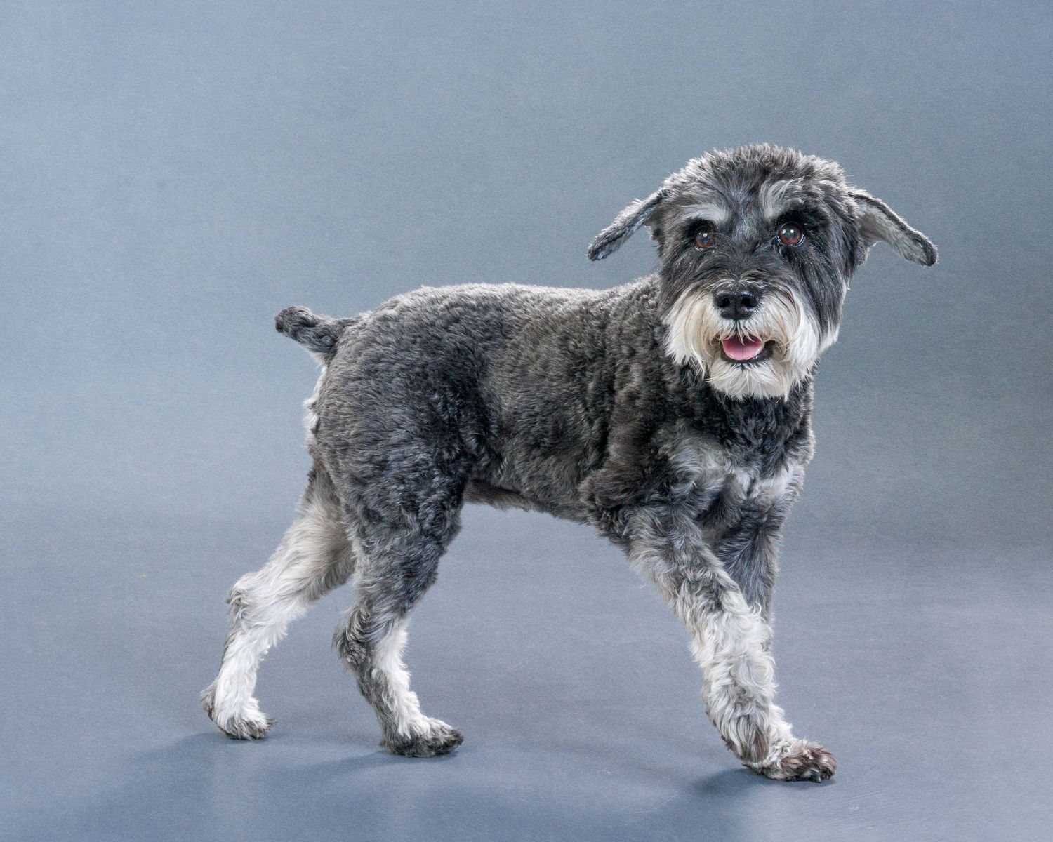 Senior Pet Photography