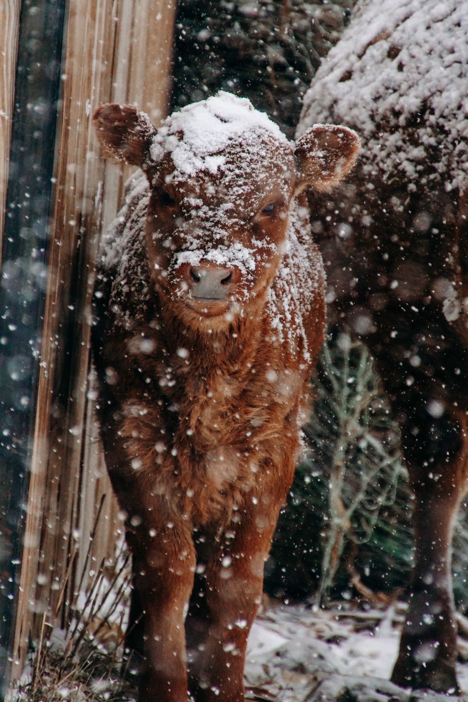 Young calf covered in snow flakes during winter weather.