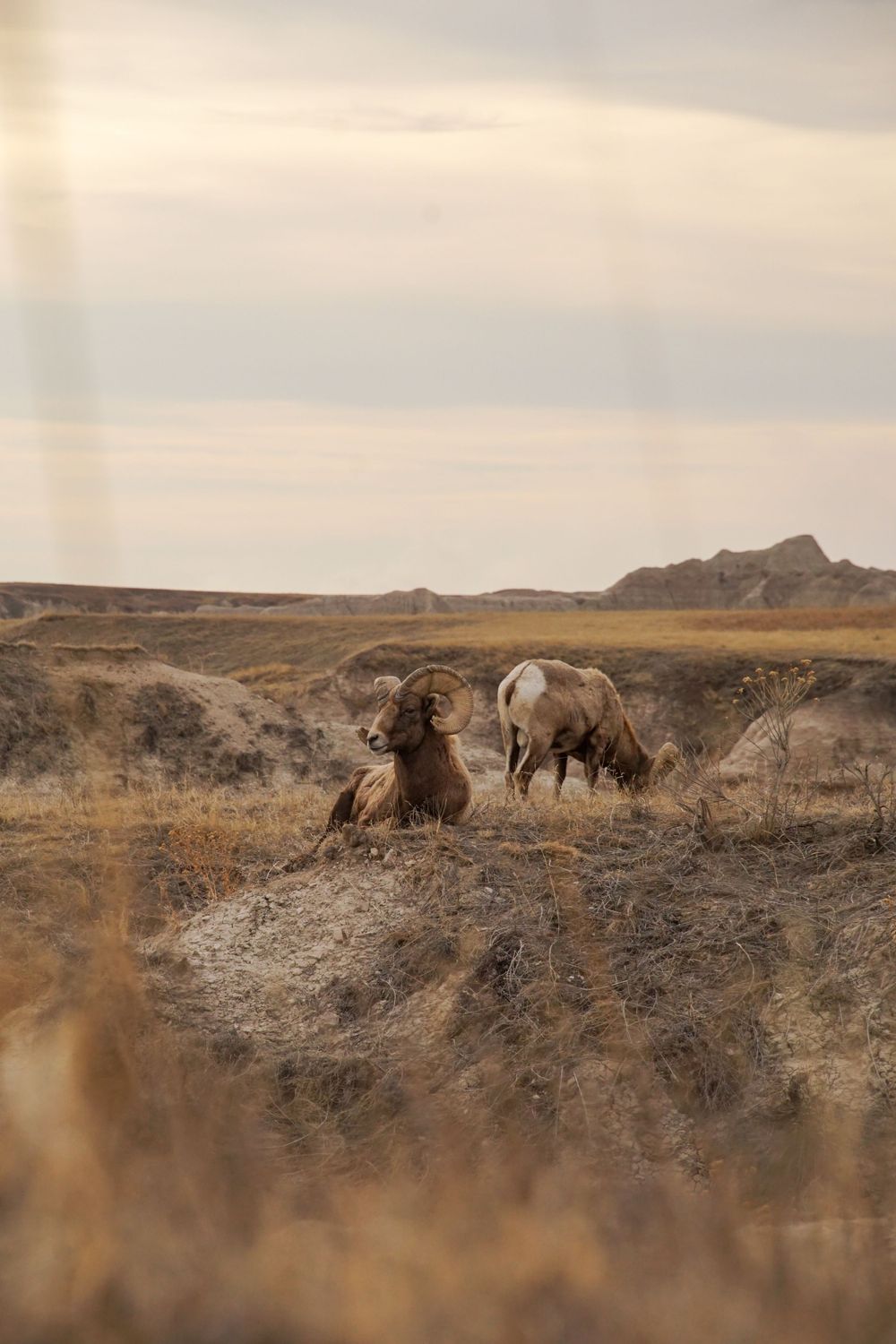 Wild horses resting on desert hills during golden hour.