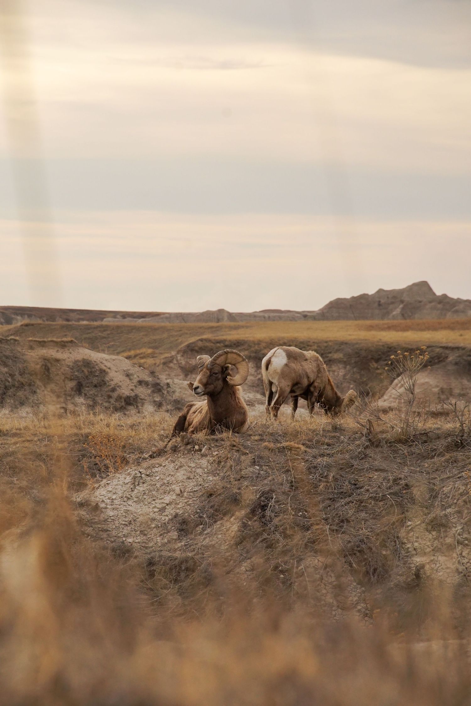Wild horses resting on desert hills during golden hour.