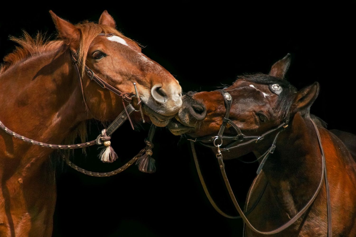 Two horses nuzzling each other affectionately against a dark background.
