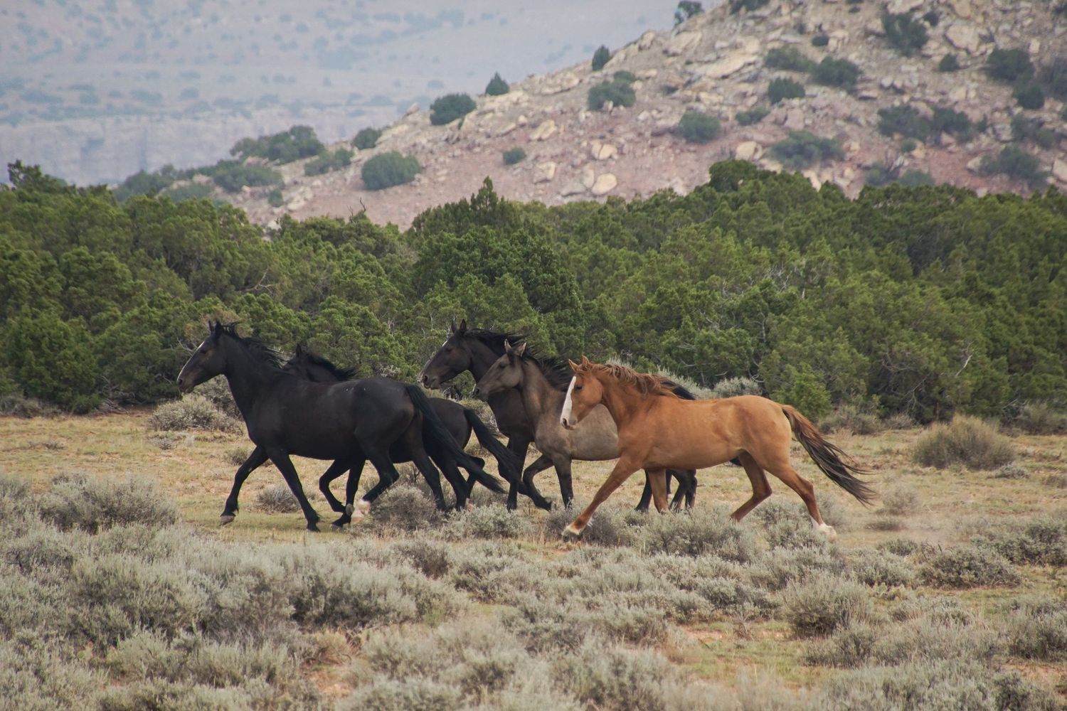 Wild horses galloping across an open desert landscape with mountains in the distance.