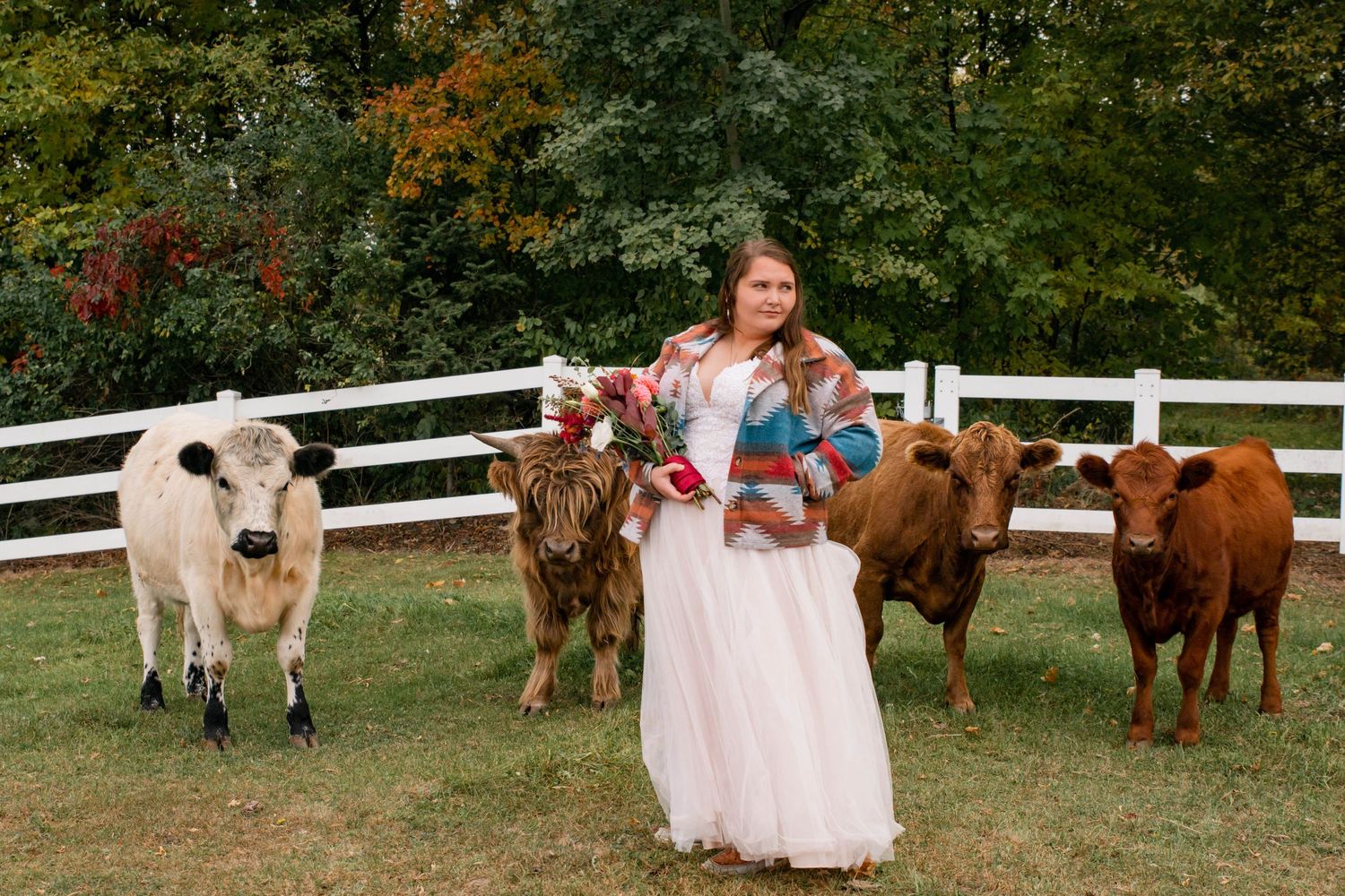 Bride posing with dairy cows in a pastoral farm setting.