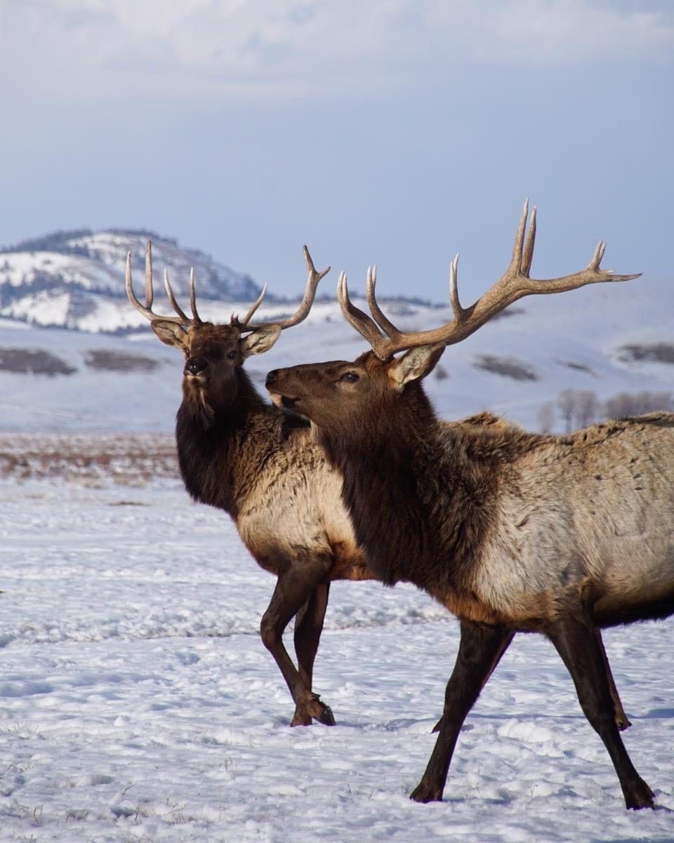 Two majestic elk with large antlers standing in snowy winter terrain.